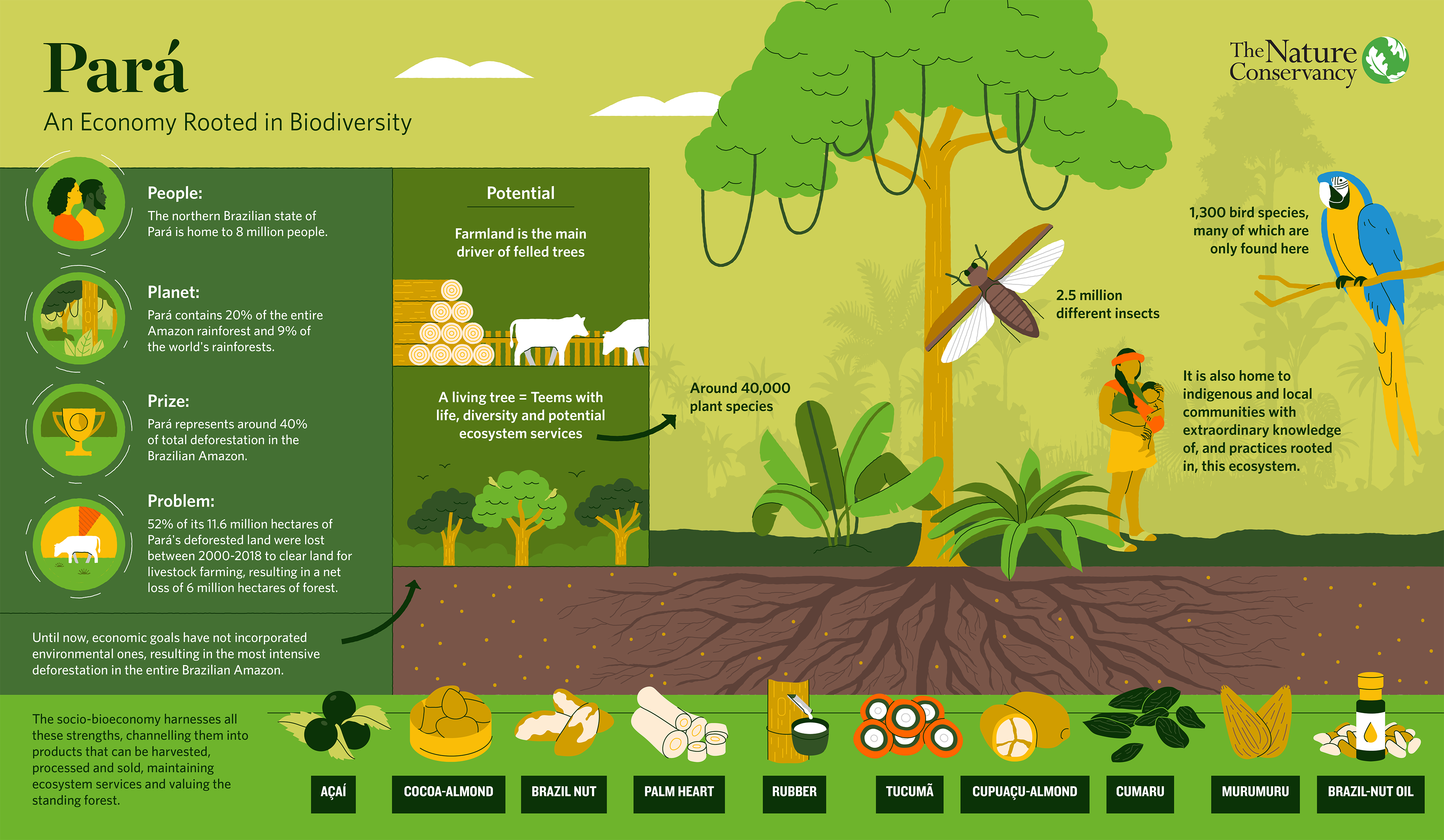 Thumbnail of infographic with green, yellow, and orange text and illustrations.