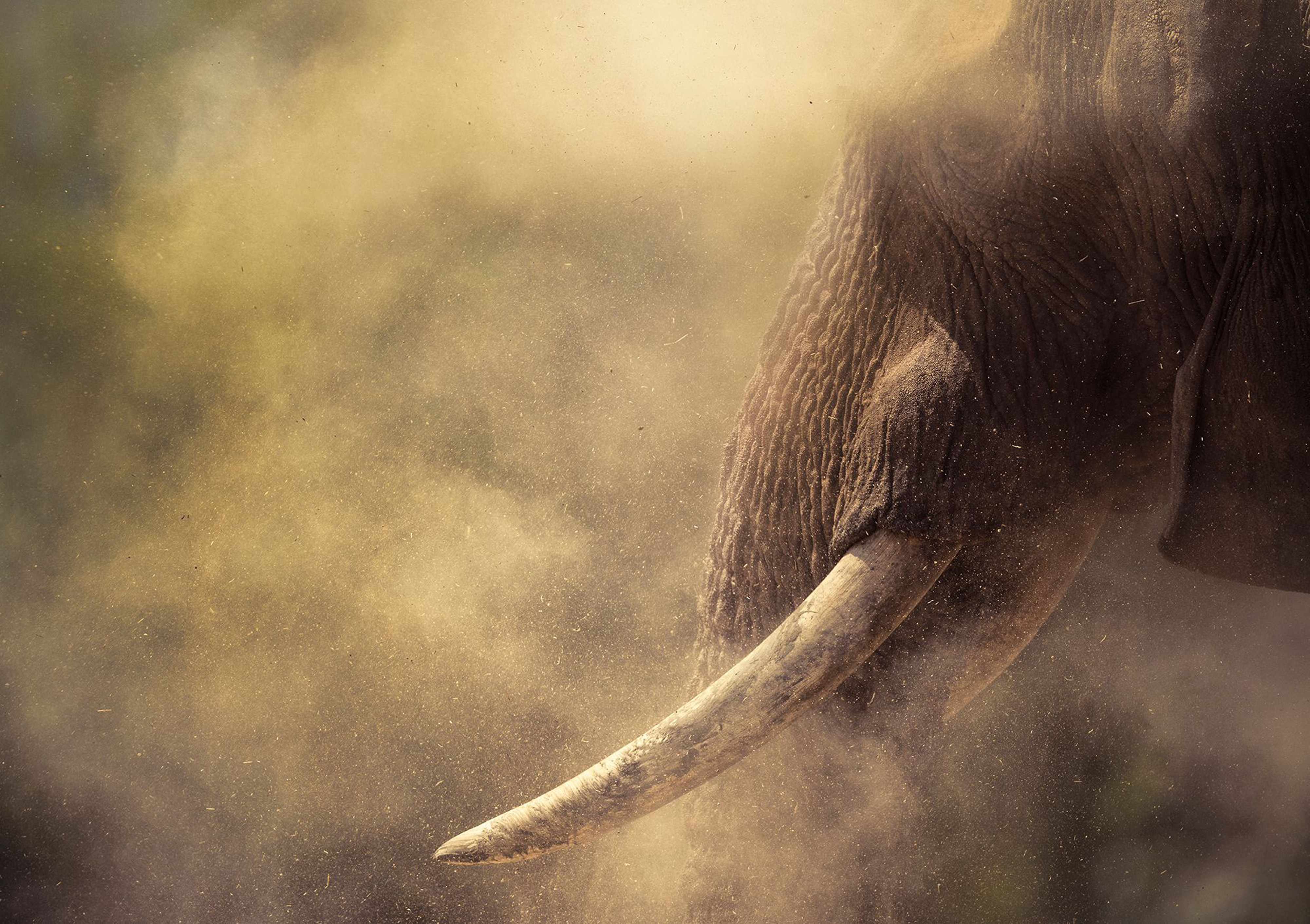An elephant head, trunk and tusk is seen in profile amid a dust cloud that glows a soft yellow-brown.