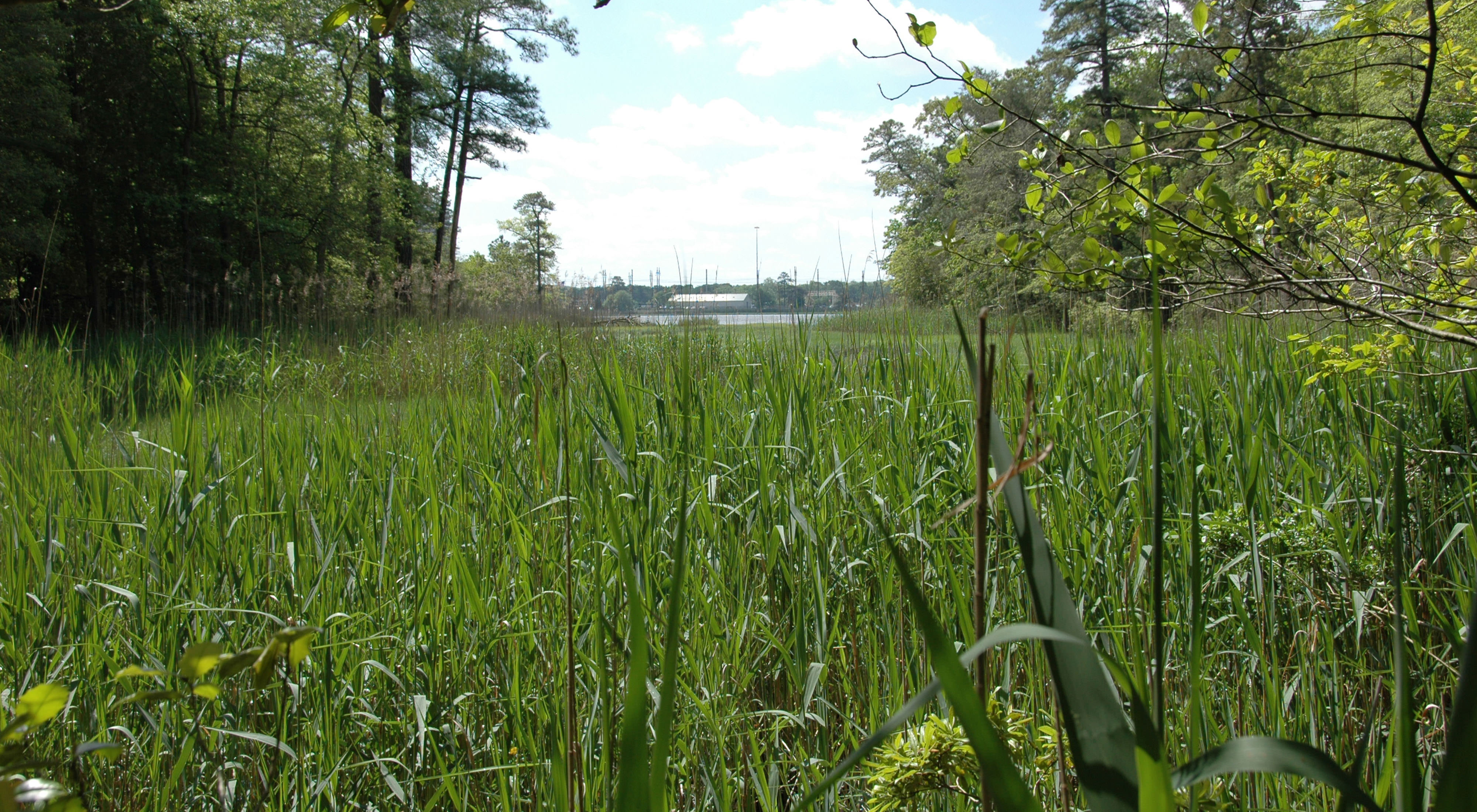 Flat, open water is visible in the distance across a wide marsh. The foreground is dominated by tall green grasses.