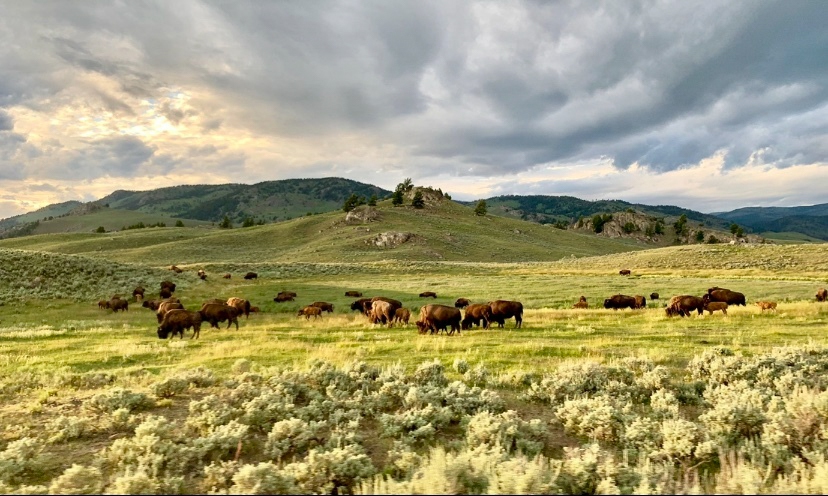 Bisons grazing on an open field