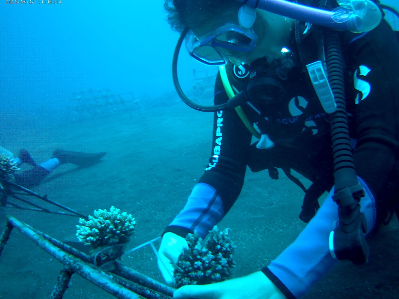 Un buzo trabaja bajo el agua para desplegar una estructura de arrecife de coral.