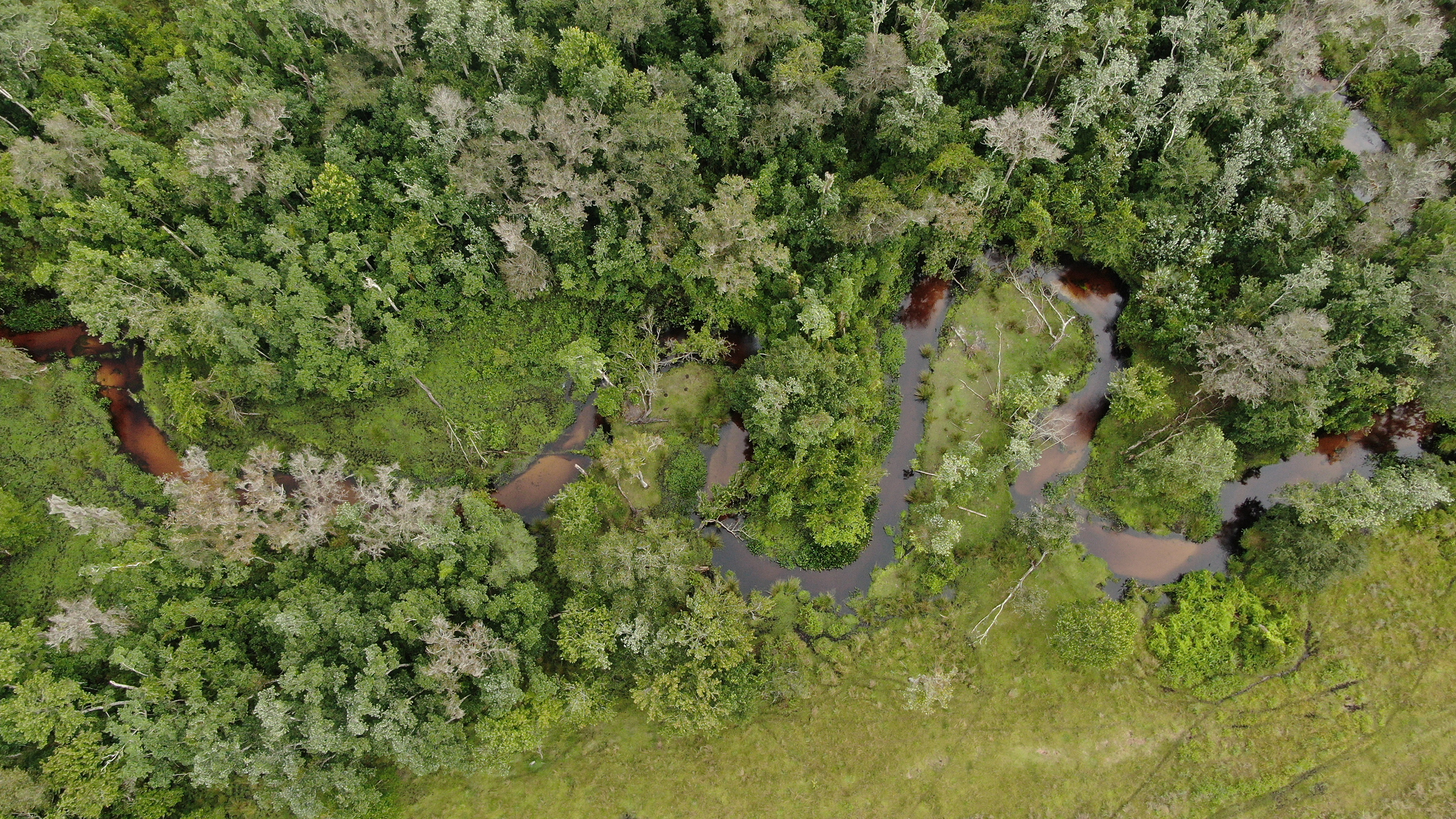 Aerial view of Palmetto Creek meandering through trees and greenery.