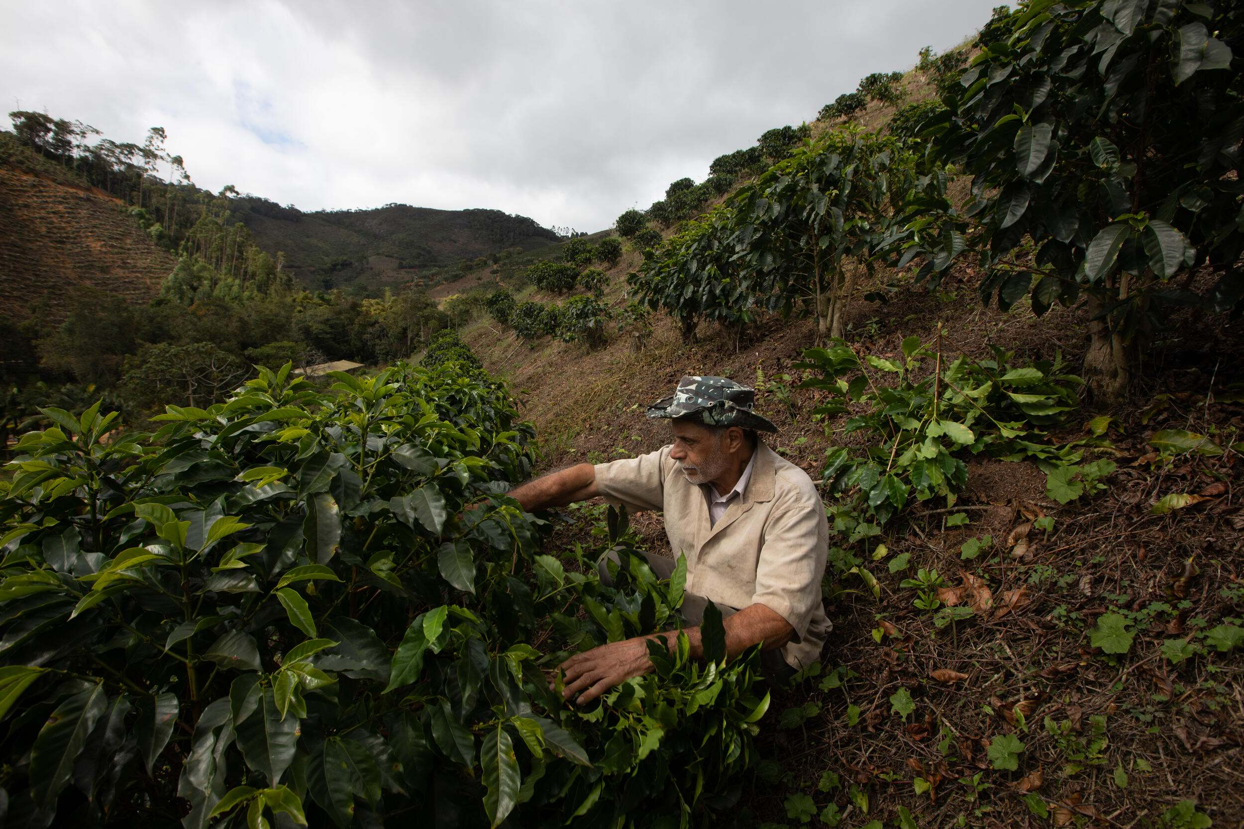 Itamar da Silva cultiva café, agroforestería y especies