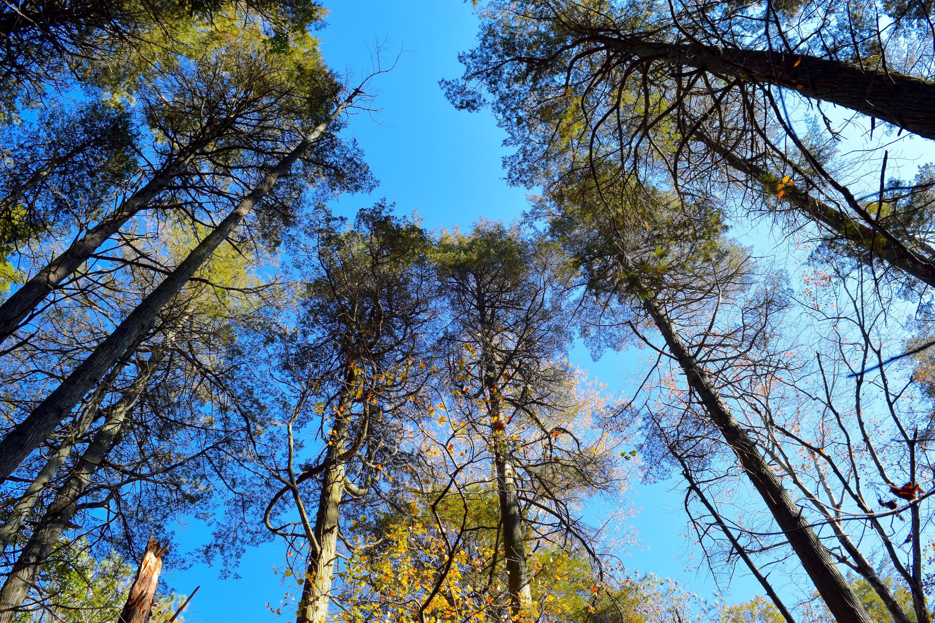 A view from the forest floor toward to sky of several tall pine trees against a bright blue sky.