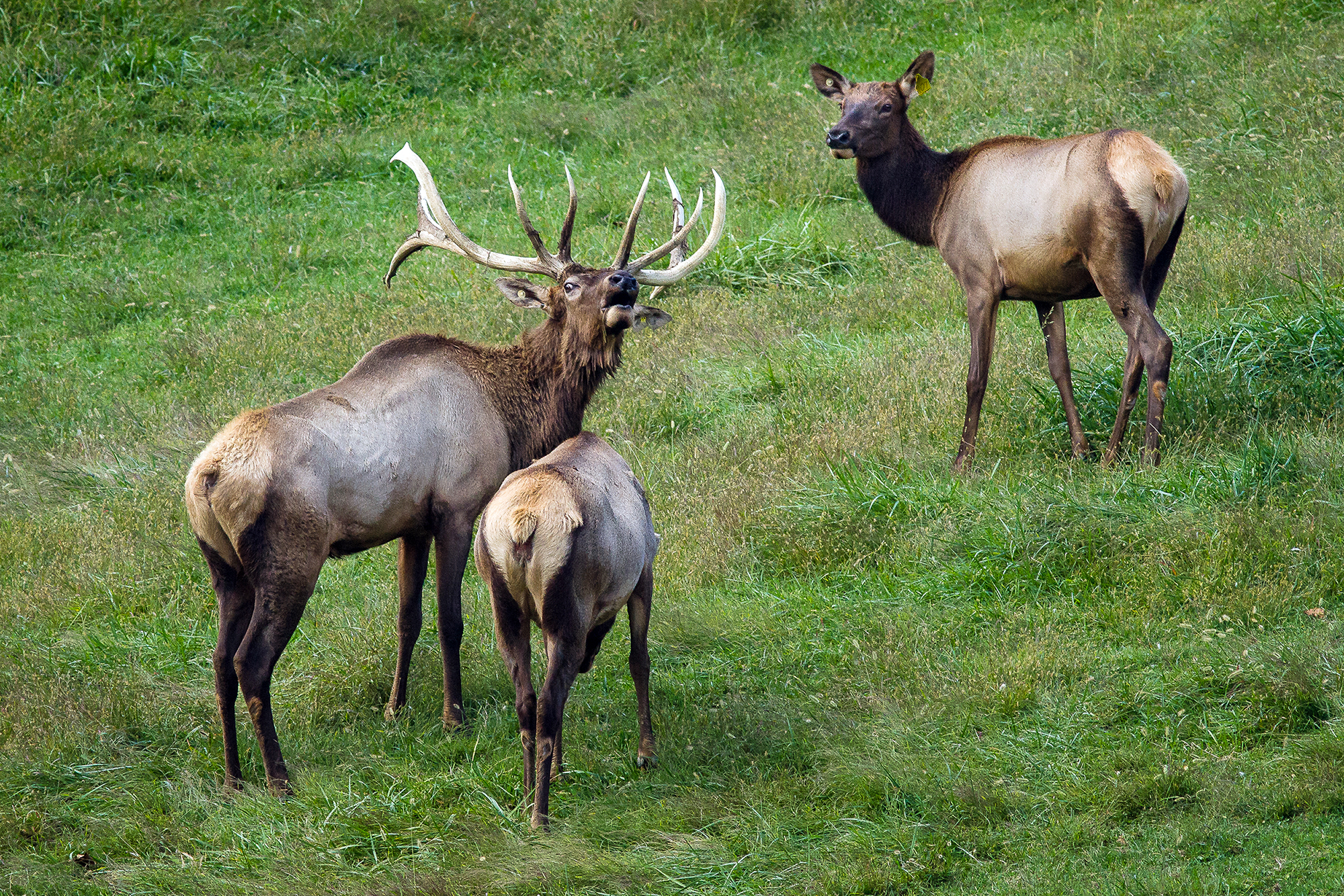A bull elk raises its head to call to females.