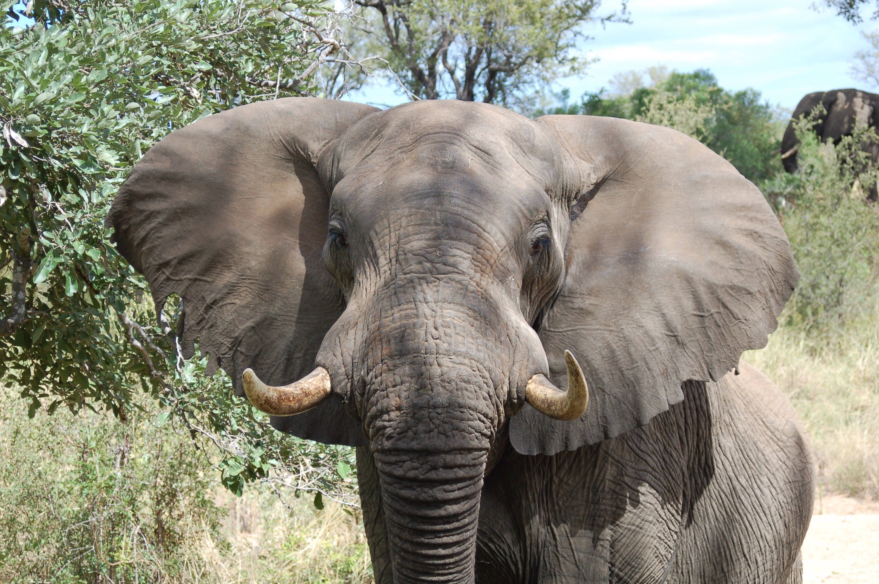 A mature bull elephant in South Africa looks at the camera.