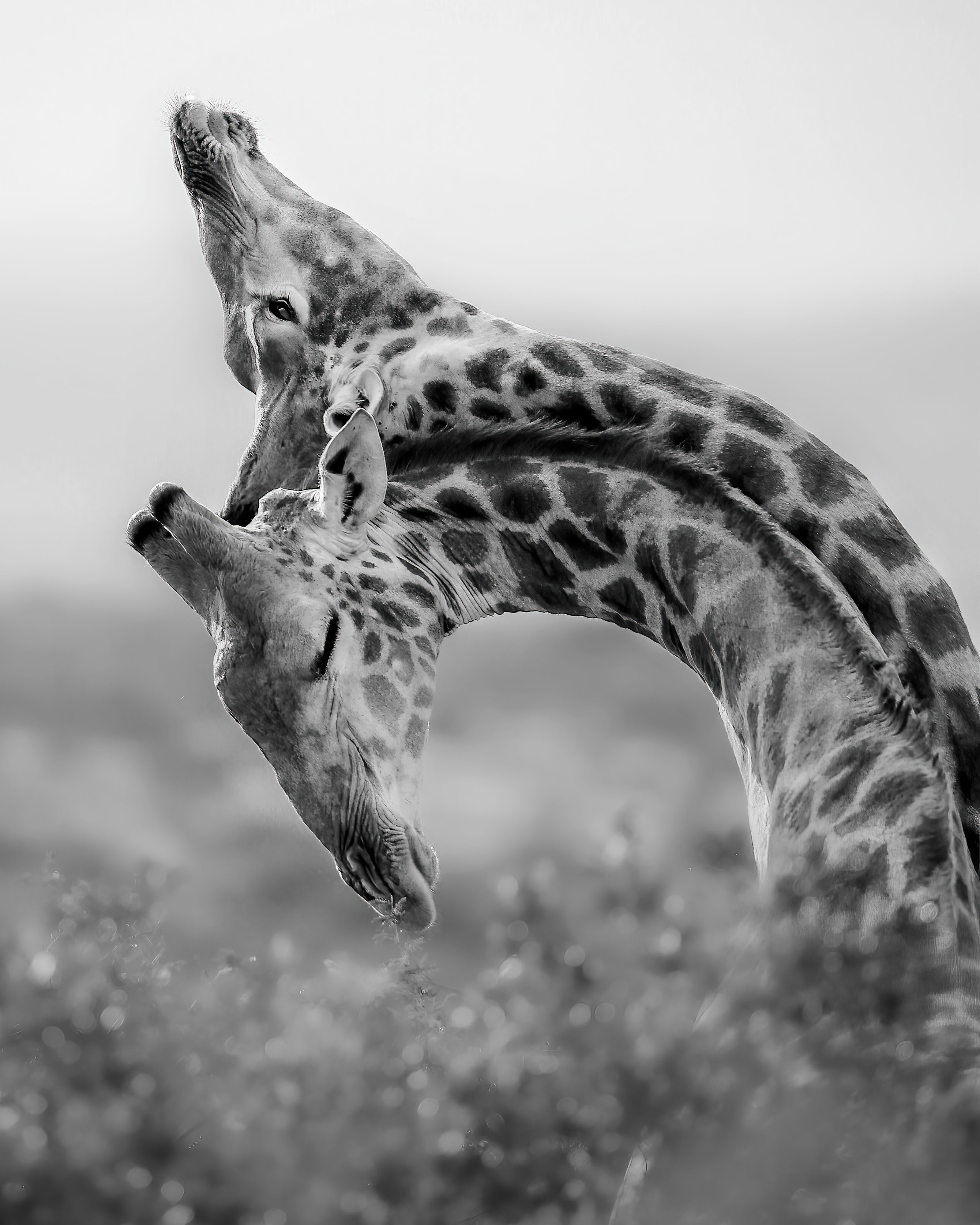 In black and white, 2 giraffes stretch their necks against each other in an arc.