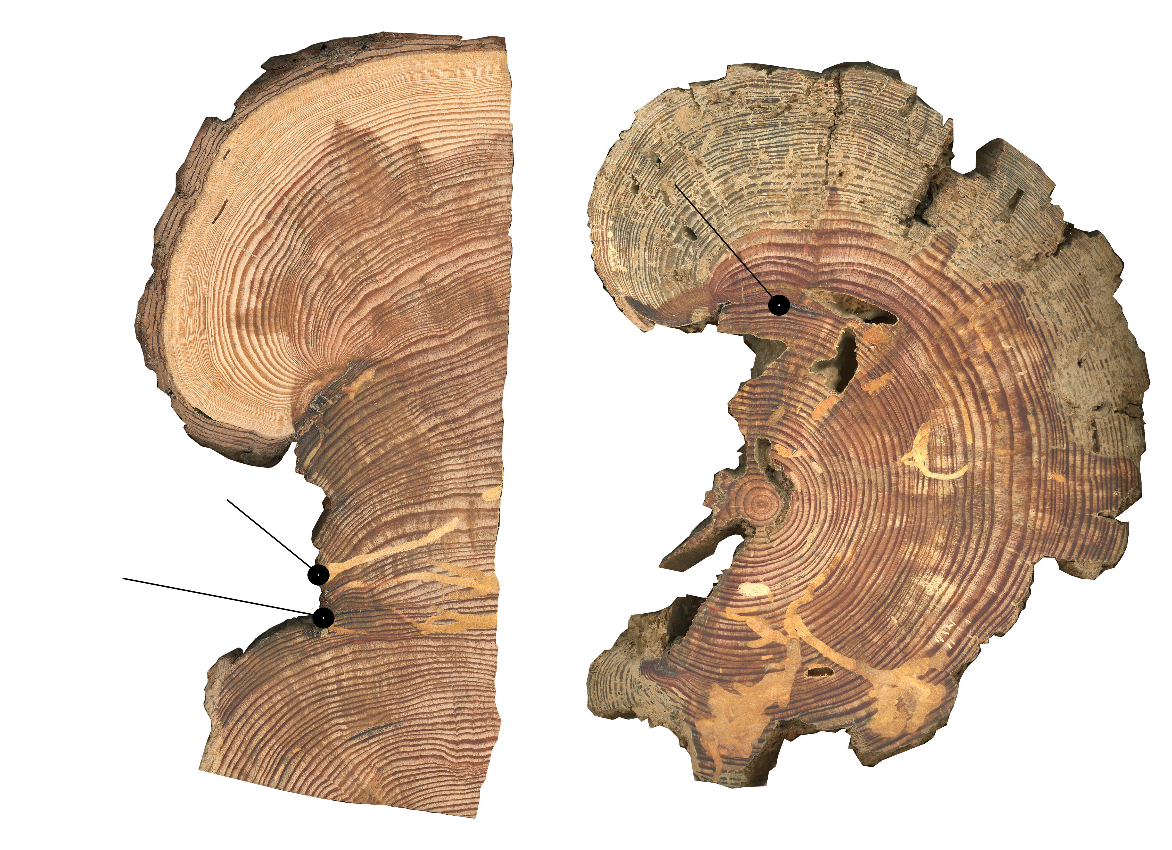 Tree cookie section showing fire scars and tree rings