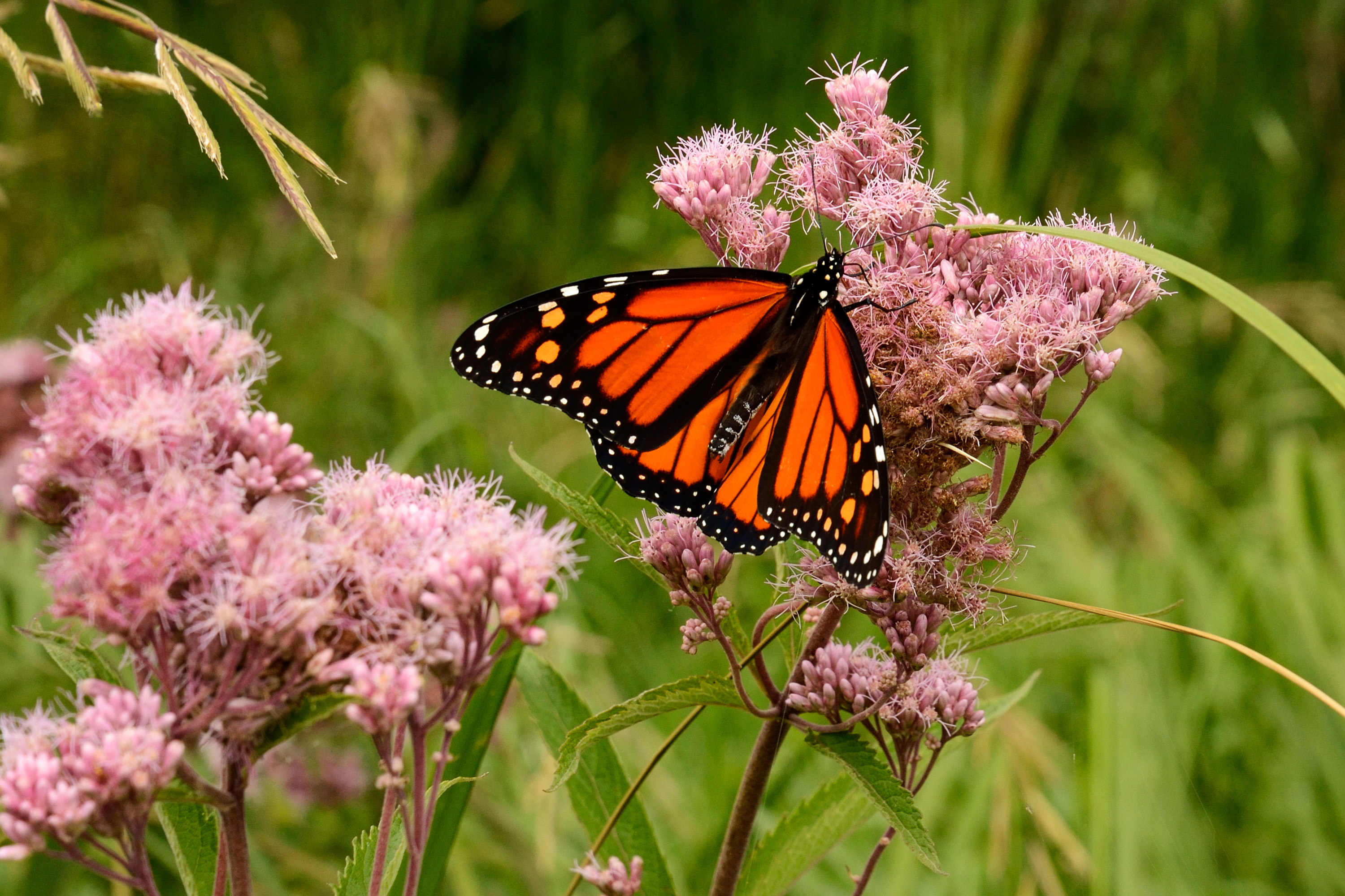 orange-and-black butterfly on pink flowers