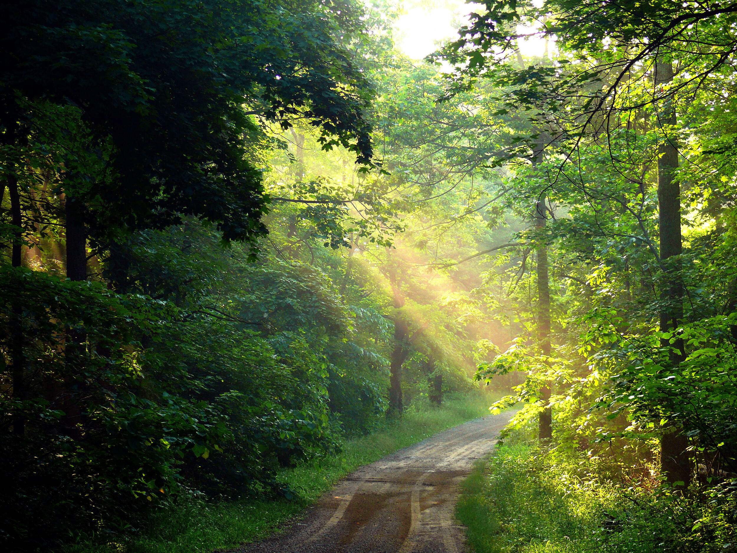 Sunlight shining through trees onto a trail. 