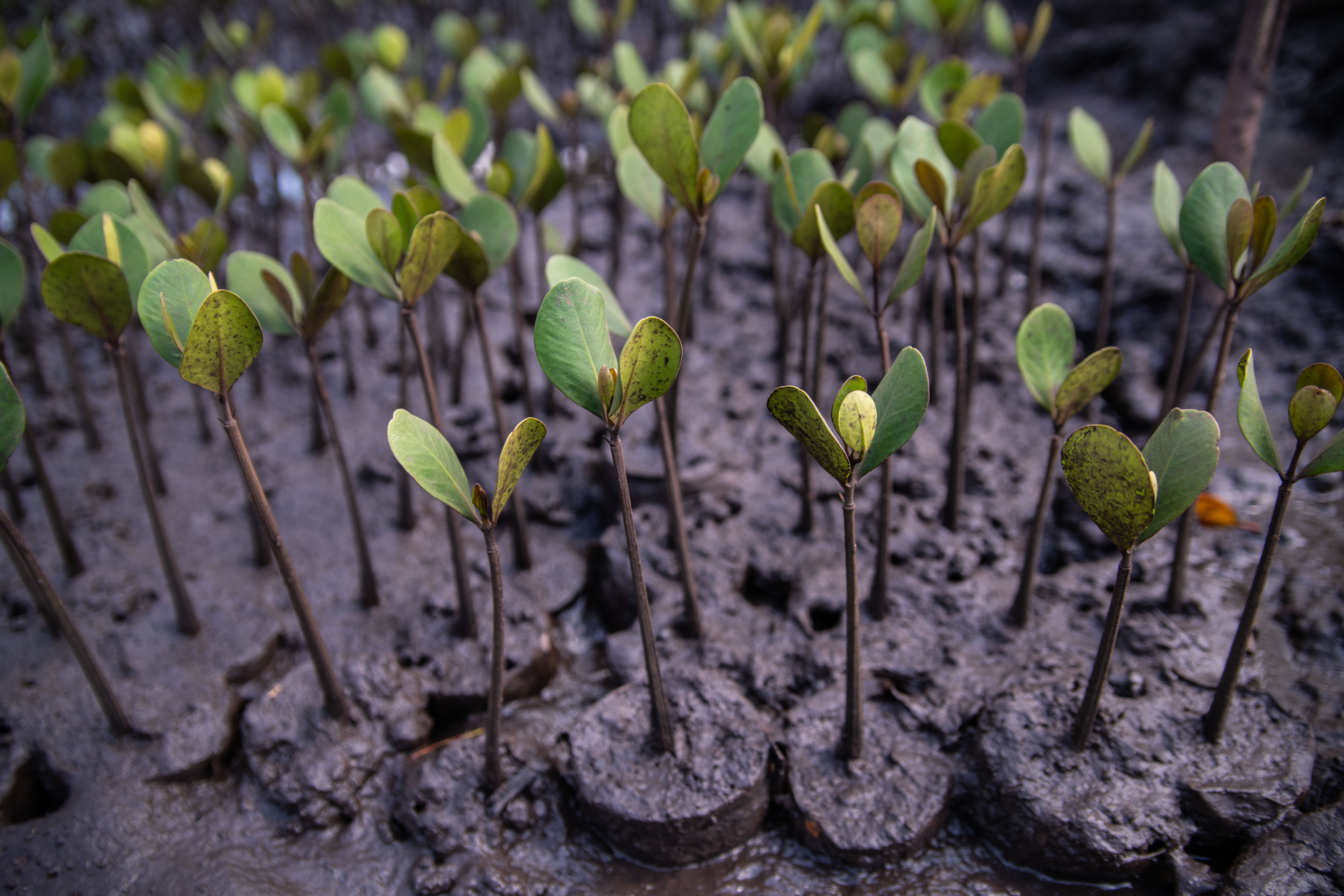Shoots of young mangrove trees rise from the mud near the coast on an island in Kenya.