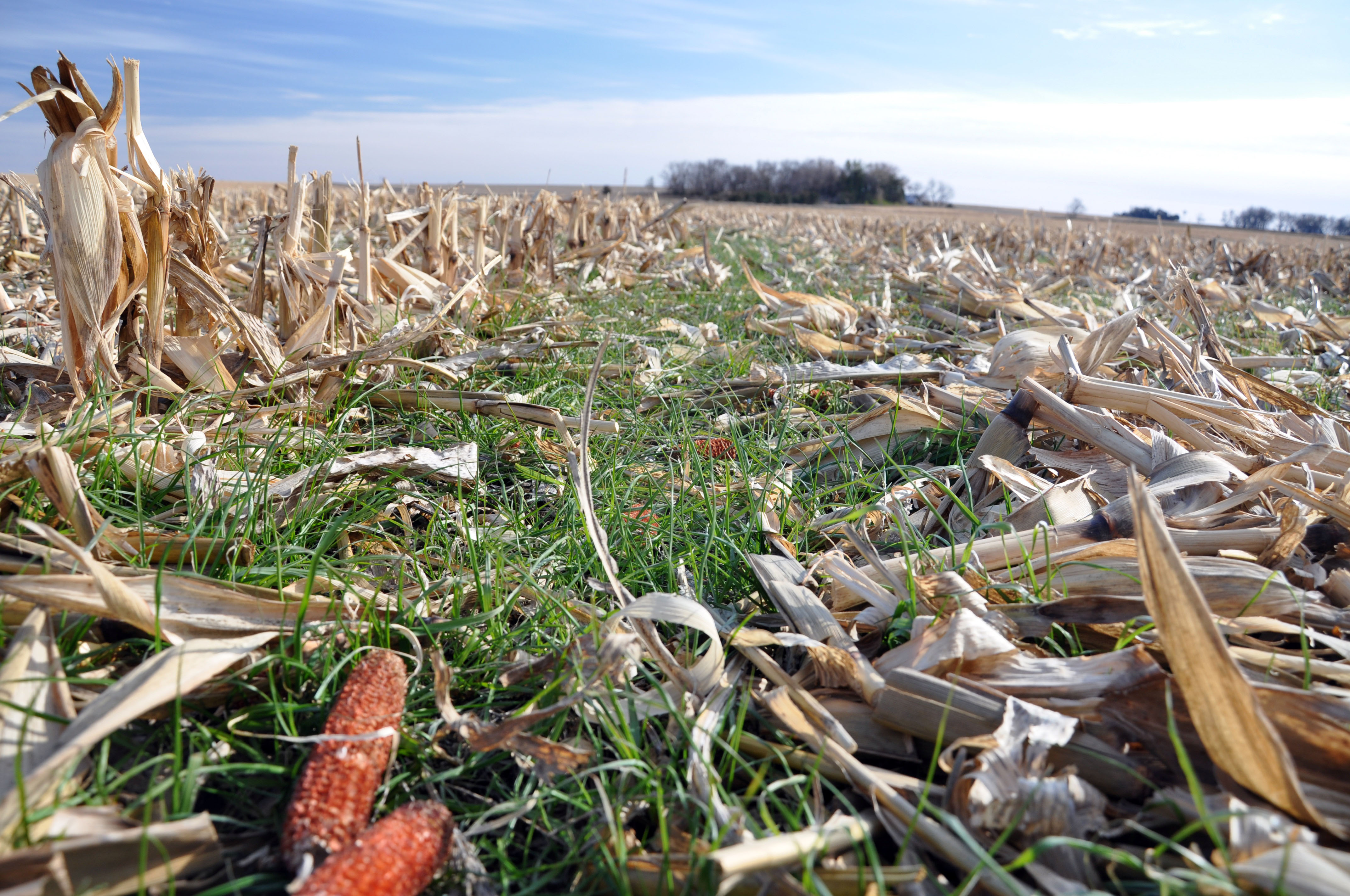 Photo of cover crops in corn residue in an Iowa field.