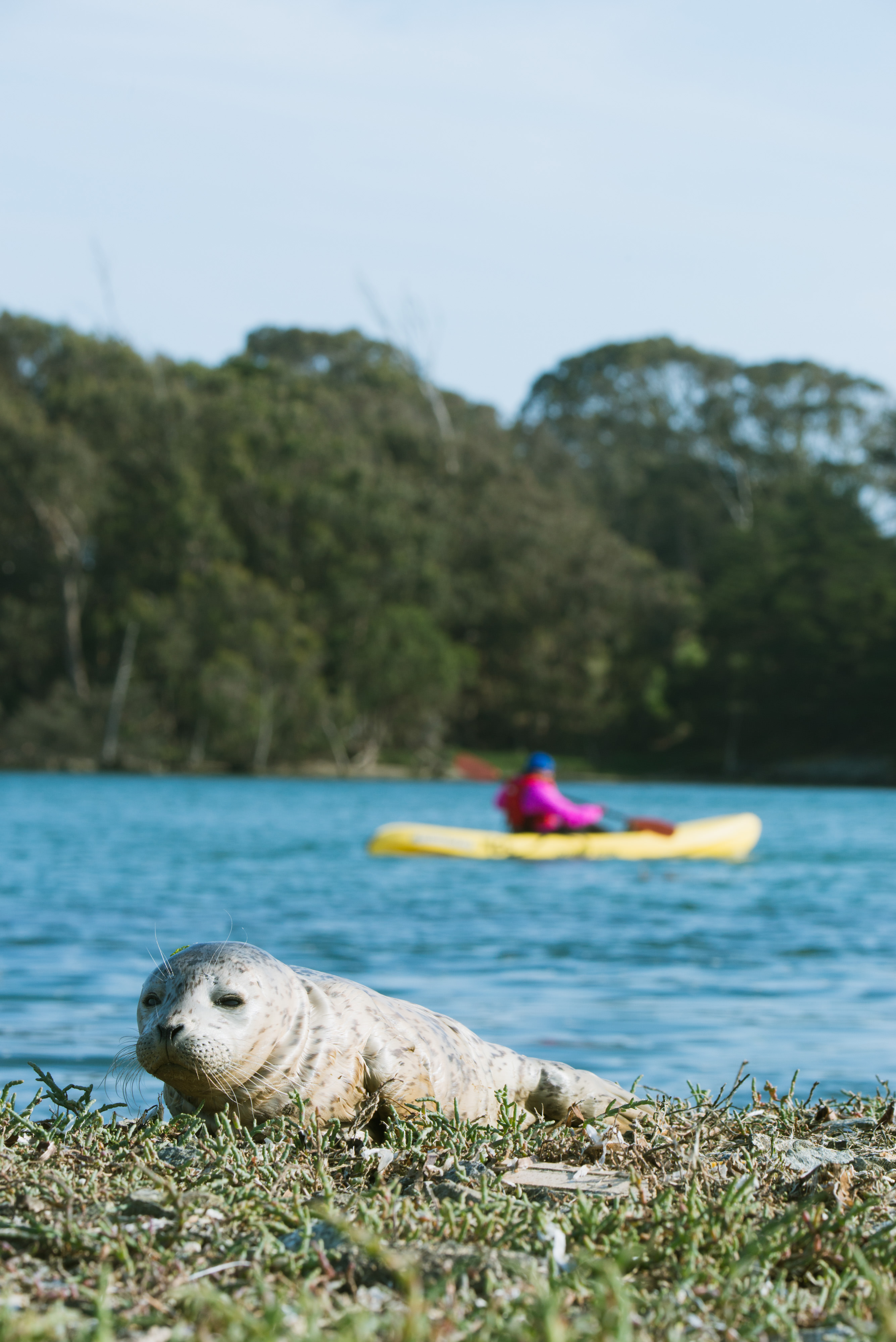 A kayaker passes by a lone harbor seal pup.
