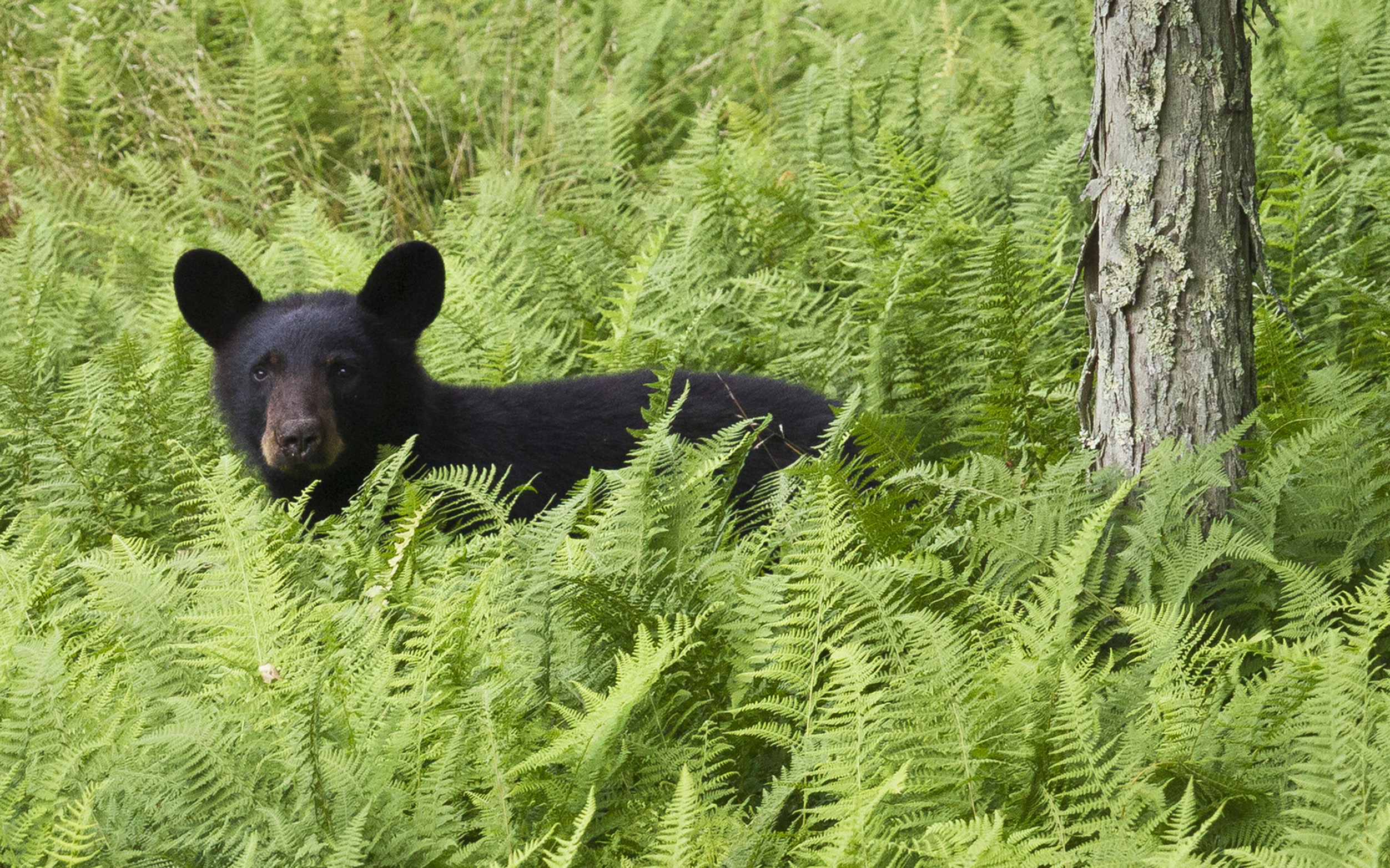 A black bear stands in a thicket of ferns.