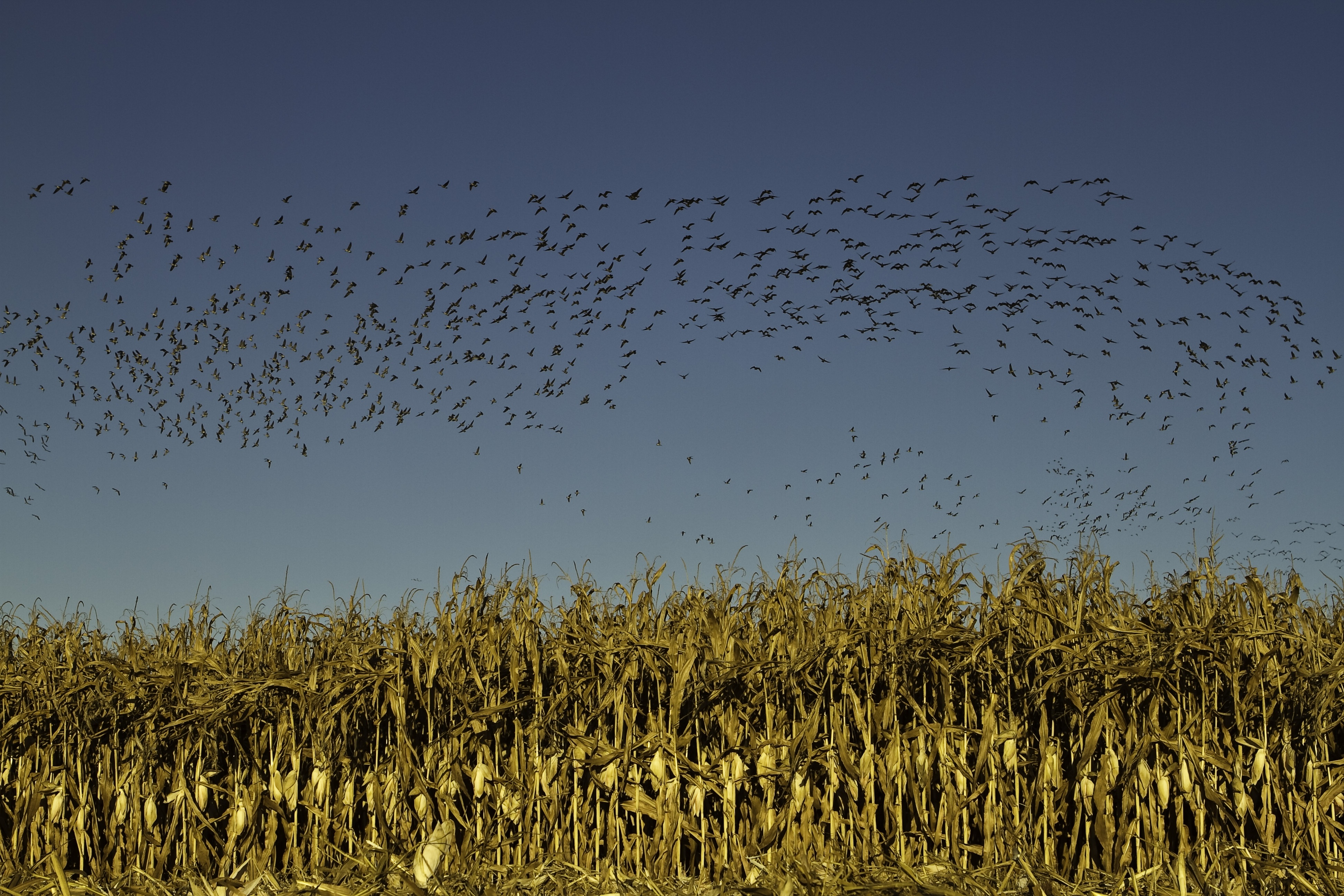 A flock of migratory birds flies over a cornfield.